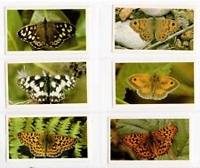 British butterflies grandee for sale  BRECON