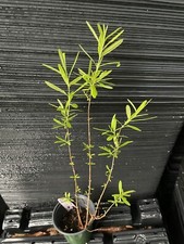 st john s wort for sale st john s wort for sale Martin