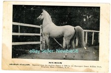 Goshen muson arabian for sale  Wappingers Falls