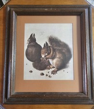 Albrecht durer squirrels for sale  Lincoln