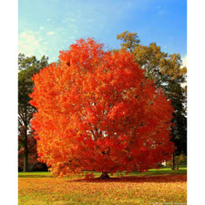 October glory maple for sale  Denver