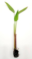 Red stem thalia for sale  Fairdale