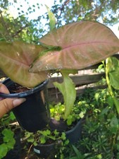 Syngonium neon robusta for sale  San Antonio
