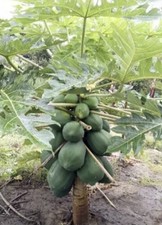 Papaya tree tall for sale  Naples