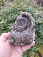 Large lytoceras ammonite for sale  REDCAR
