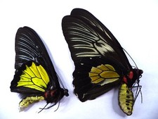 Farfalle ornitotteri plateni usato  Spedire a Italy