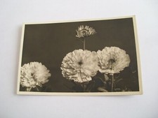 Fiori pratolina spedita usato  Asti