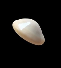 Shell cypraea monetaria usato  Forano