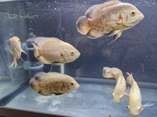 Albino oscar for sale  SUTTON