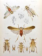 Cicada print antique for sale  Sturgis