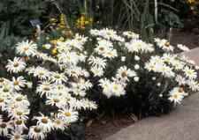 Dwarf shasta daisy for sale  BANBRIDGE