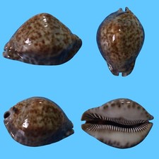 Cypraea stercoraria f. rattus, Libreville, Gabon, 72,4 mm, HUMPED, ELEGANT SHAPE comprar usado  Enviando para Brazil