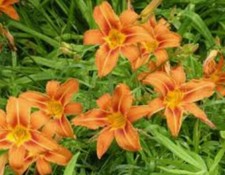 Orange daylily bulbs for sale  Middletown