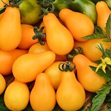 Lot De 10 Graines De Tomate Poire Jaune Yellow Pearshaped  Cerise Semences comprar usado  Enviando para Brazil