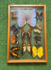 Vintage framed specimen for sale  Pittsburgh
