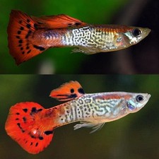 Cobra guppys fancy for sale  Albany