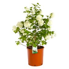 Pianta viburnum opulus usato  Piazza Armerina