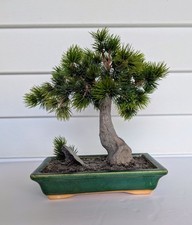 Bonsai faux pine for sale  Wilmot