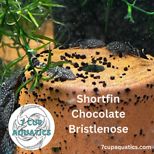 young bristlenose plecos for sale young bristlenose plecos for sale Cookeville