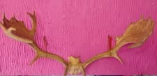Authentic mounted deer for sale  ELLESMERE PORT