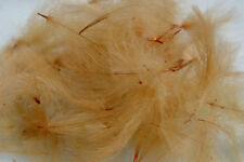 Plumes cul canard d'occasion  Clermont-Ferrand-