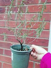 Rosemary herb potted for sale  NUNEATON