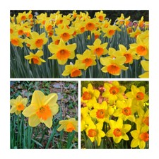 Red devon daffodil for sale  CANTERBURY