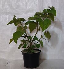 Cape gooseberry physalis for sale  PRESTON