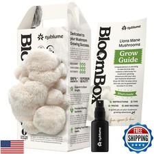 Nublume lion mane for sale  San Jose
