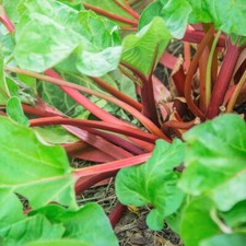 Victoria rhubarb seeds for sale  Pittsburgh