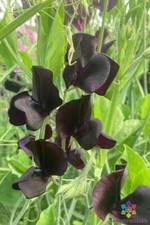 Almost black sweet for sale  Spring City