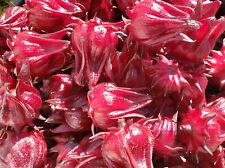 Roselle seeds hibiscus for sale  Chipley