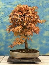 Joe bonsai acer gebraucht kaufen Joe bonsai acer gebraucht kaufen  Spiesen-Elversberg