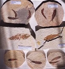 Knightia fossil fish for sale  BURGESS HILL