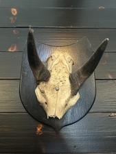 Vintage mounted goat for sale  Fleischmanns