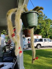 Large 8inch pot for sale  Myrtle Beach