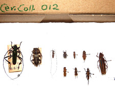 Insekten käfer eigene gebraucht kaufen  Pliezhausen