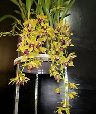 Compact cymbidium auburn for sale  NOTTINGHAM