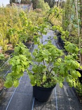 Oak tree quercus for sale  CHORLEY