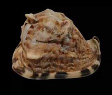Conchiglia shell cassis usato  San Cesareo