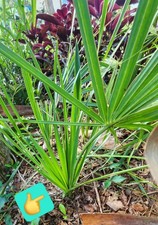 Sabal palmetto cabbage for sale  Crawfordville