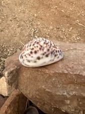 Tiger cowrie cypraea for sale  Long Beach