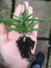Delosperma bosseranum bareroot for sale  GLASGOW