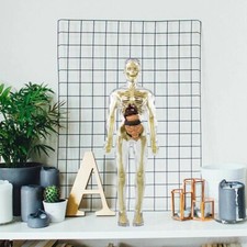 Esqueleto del cuerpo humano 3D comprar usado  Enviando para Brazil