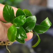 Anubias nana petite for sale  Garland