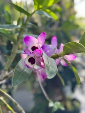 Orchid dendrobium nobile for sale  Homestead