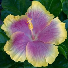 tropical garden for sale tropical garden for sale Waterloo