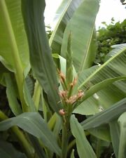 Hedychium telstar 9cm for sale  HORSHAM