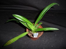 Phragmipedium caudatum var. usato  Spedire a Italy