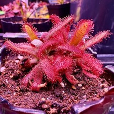 Plants drosera graomogolensis for sale  Portland